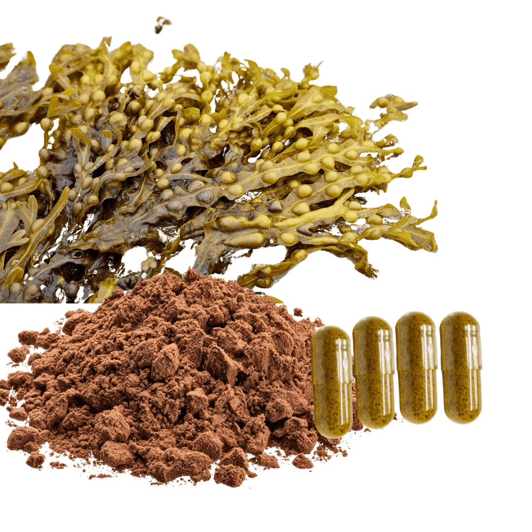 Bladderwrack
