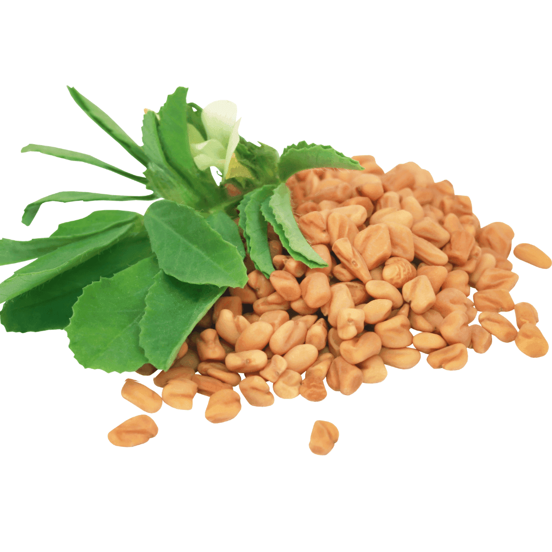 Fenugreek Seeds