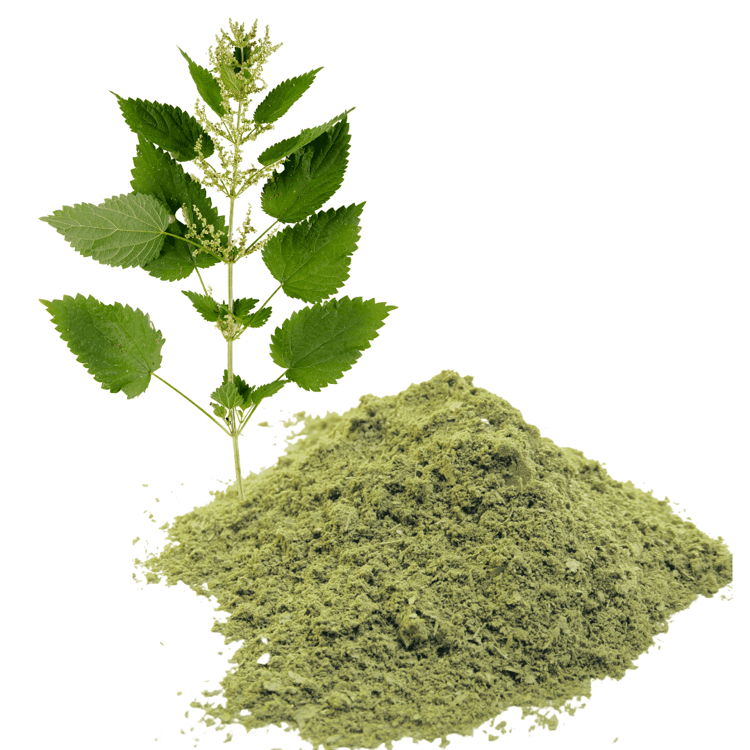 Stinging Nettle Powder Extract